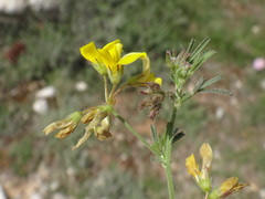 Medicago prostrata