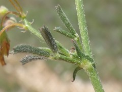 Medicago prostrata