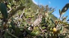 Rhadinacris schistocercoides