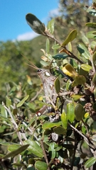 Rhadinacris schistocercoides