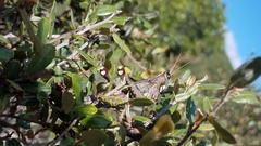 Rhadinacris schistocercoides