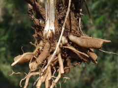 Ranunculus neapolitanus