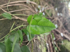Cocculus orbiculatus