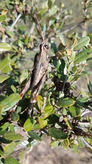Rhadinacris schistocercoides