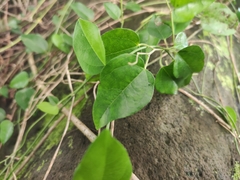 Cocculus orbiculatus