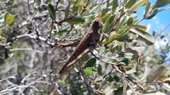 Rhadinacris schistocercoides