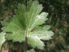 Ranunculus neapolitanus