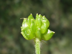 Ranunculus neapolitanus