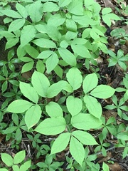 Phytomyza aralivora