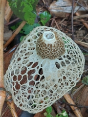 Phallus indusiatus