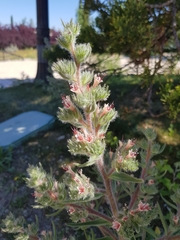 Echium asperrimum