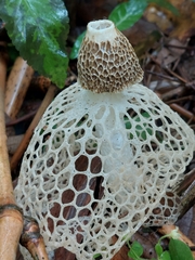 Phallus indusiatus