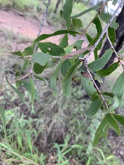 Acacia excelsa