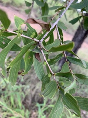 Acacia excelsa