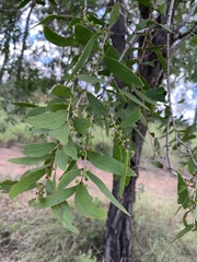 Acacia excelsa
