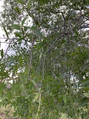 Acacia excelsa