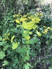 Smyrnium perfoliatum rotundifolium