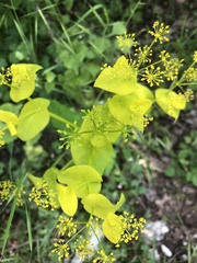 Smyrnium perfoliatum rotundifolium