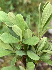 Myrica