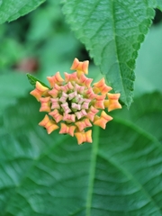 Lantana camara