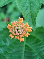 Lantana camara
