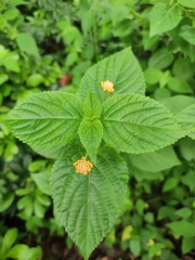 Lantana camara