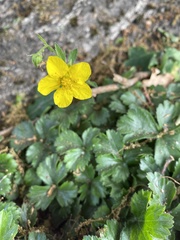 Waldsteinia ternata