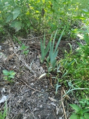 Iris × hybrida