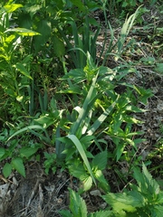 Iris × hybrida