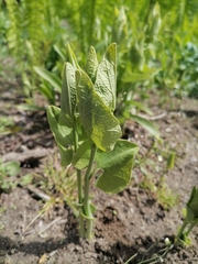 Aristolochia clematitis