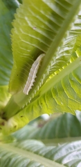 Orthosia gracilis