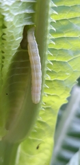 Orthosia gracilis