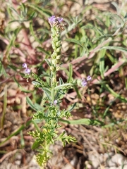 Verbena supina