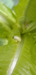 Orthosia gracilis
