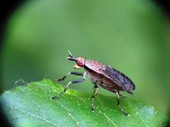 Euthycera cribrata
