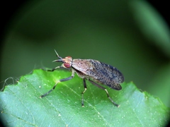 Euthycera cribrata