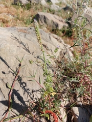 Verbena supina