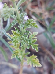 Verbena supina