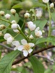 Prunus padus