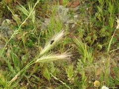 Heliotaurus ruficollis