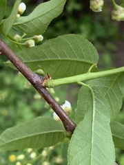 Prunus padus