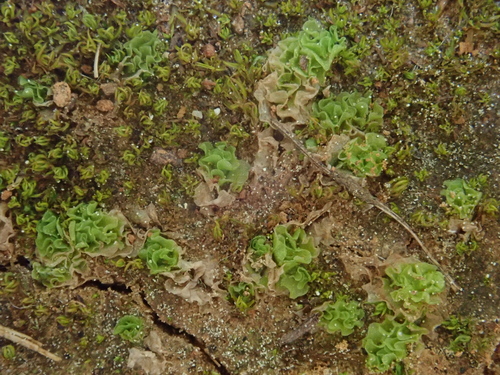 škridlovka (Fossombronia)