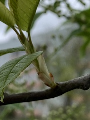 Prunus padus