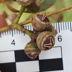 Eucalyptus camaldulensis