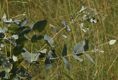 Eucalyptus melanophloia