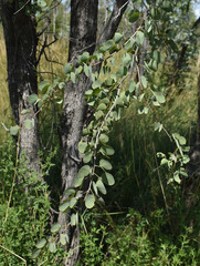 Lysiphyllum cunninghamii