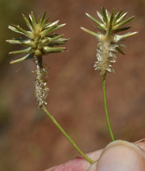 Ptilotus fusiformis