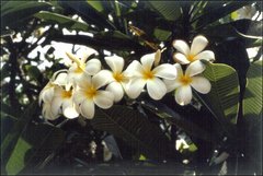 Plumeria obtusa
