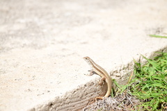 Leiocephalus raviceps