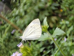 Pieris canidia